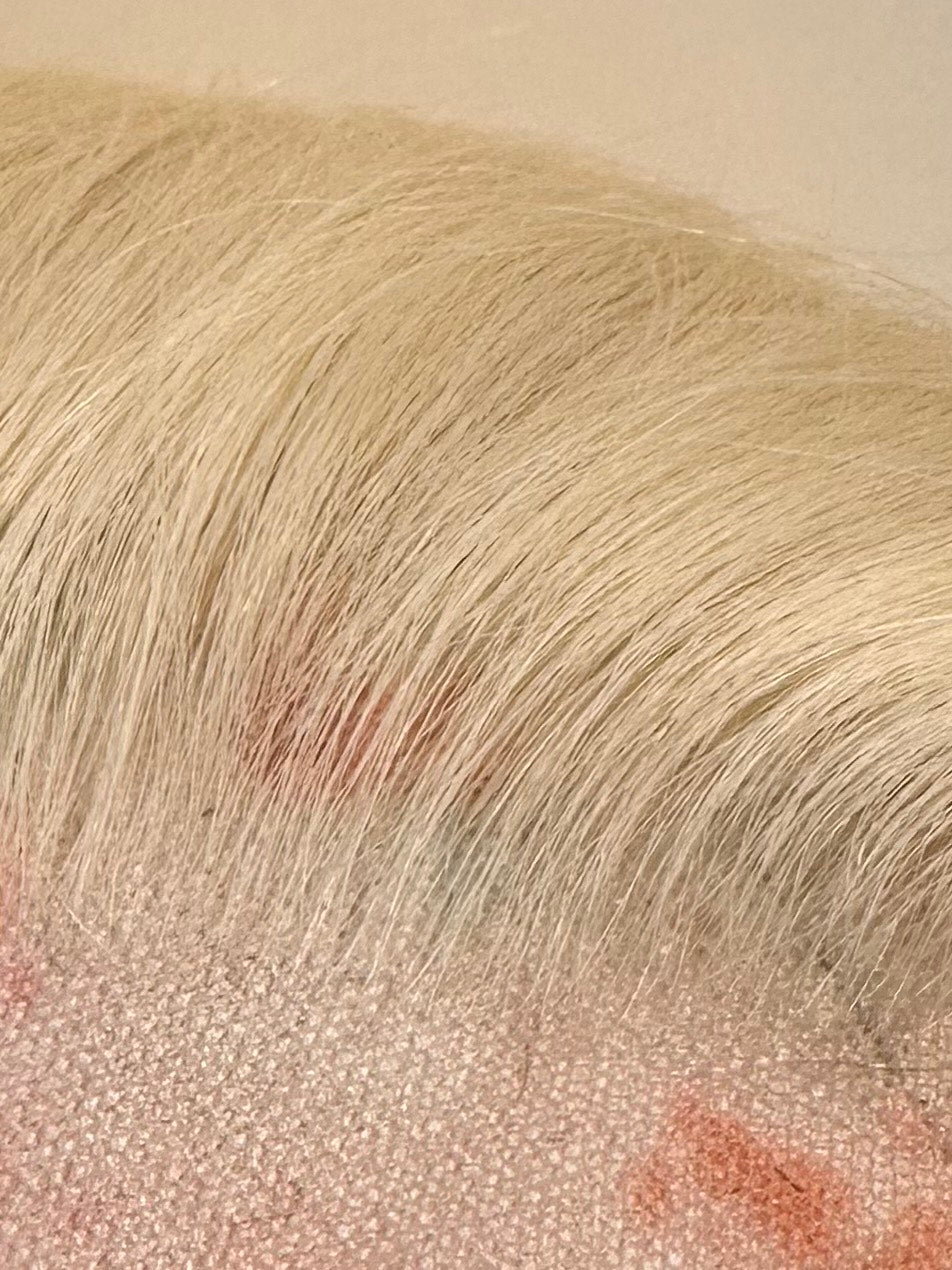 European Hair Closure (6X6 IN.)